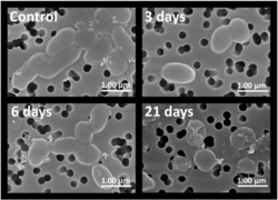 Bonnie Bassler ผู้ไขความลับการสื่อสารของแบคทีเรียผ่าน Quorum Sensing